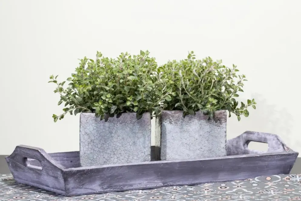 Origanum vulgare (Wilde marjolein)