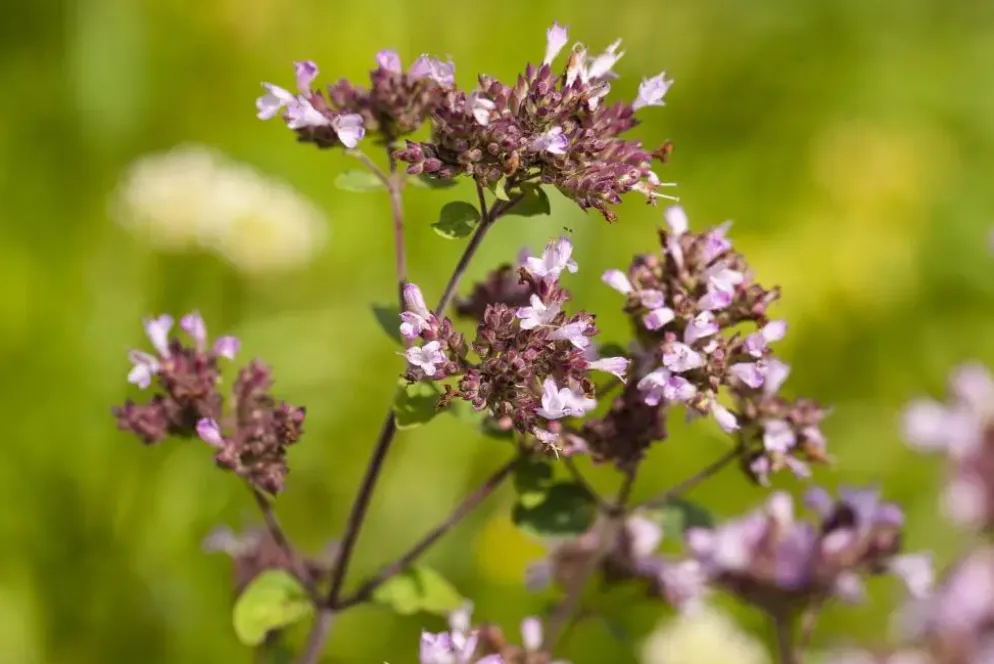 Origanum vulgare (Wilde marjolein)