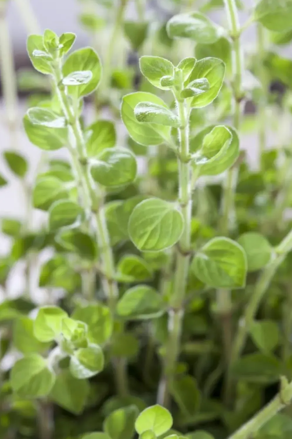 Origanum vulgare (Wilde marjolein)