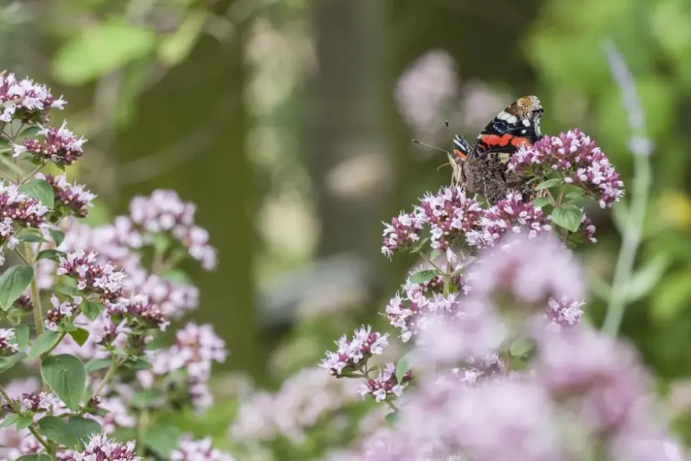 Origanum vulgare (Wilde marjolein)