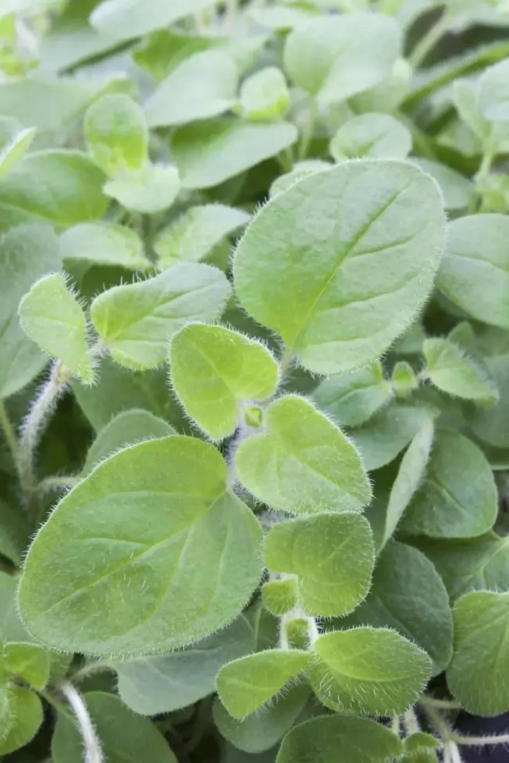 Origanum vulgare (Wilde marjolein)