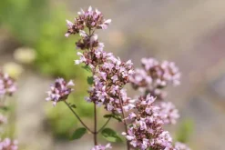 Origanum vulgare (Wilde marjolein)