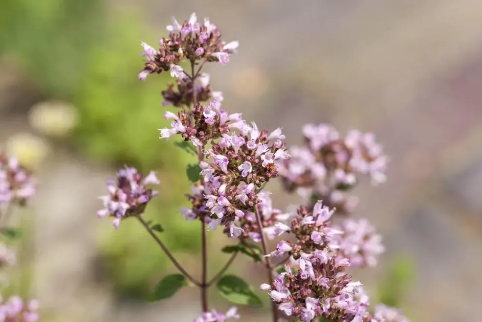 Origanum vulgare (Wilde marjolein)