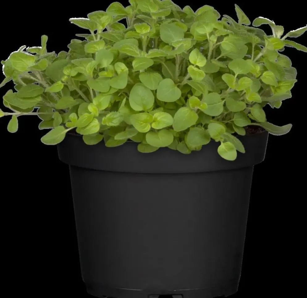 Origanum vulgare (Wilde marjolein)
