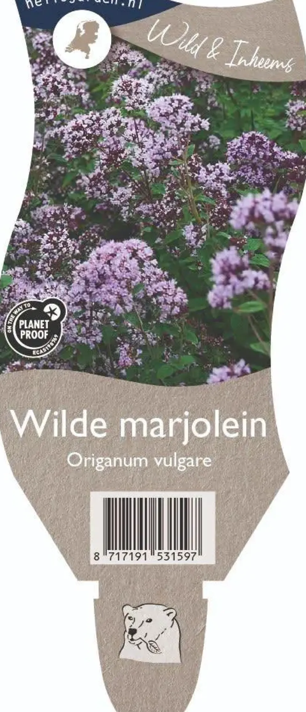Origanum vulgare (Wilde marjolein)