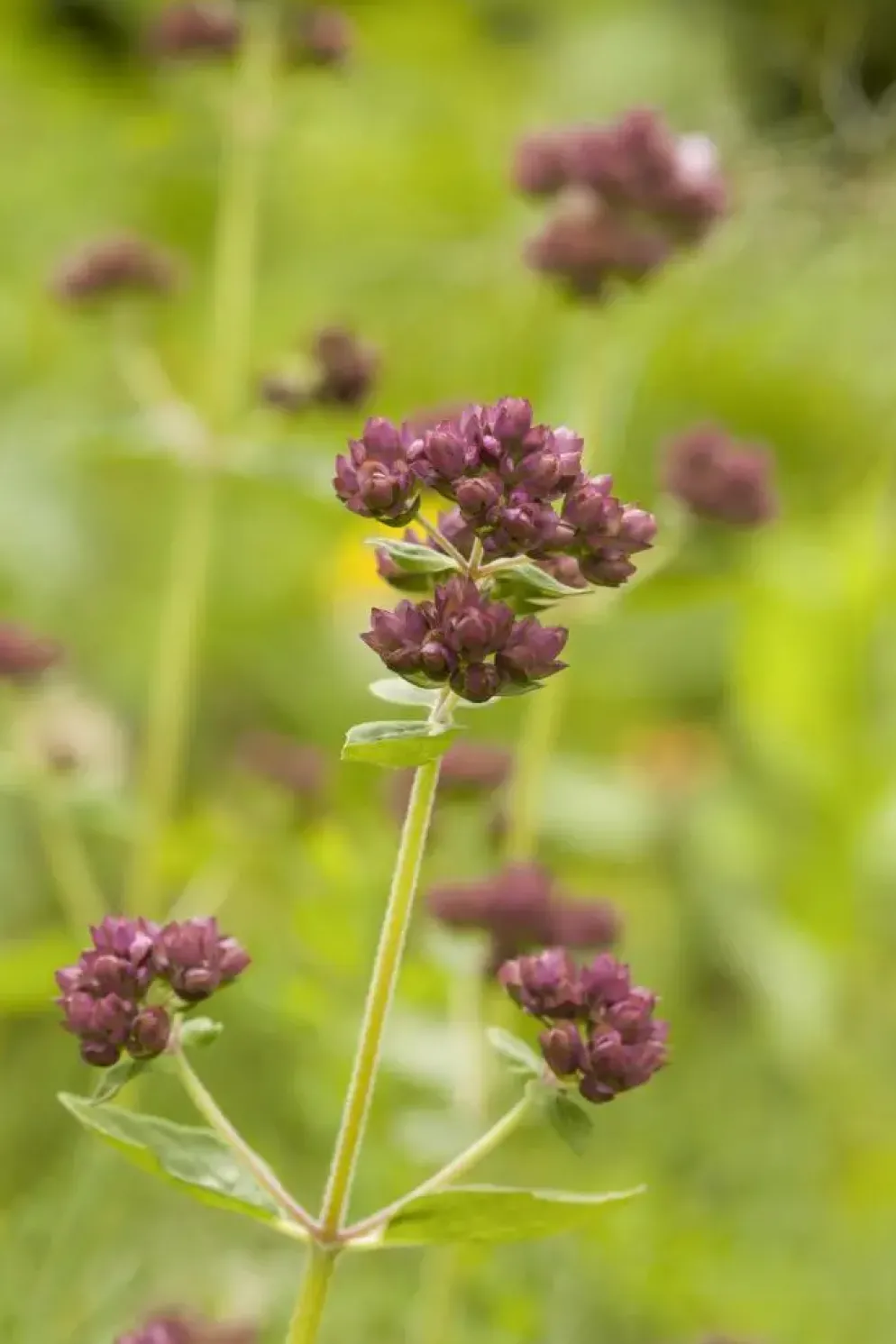 Origanum vulgare (Wilde marjolein)
