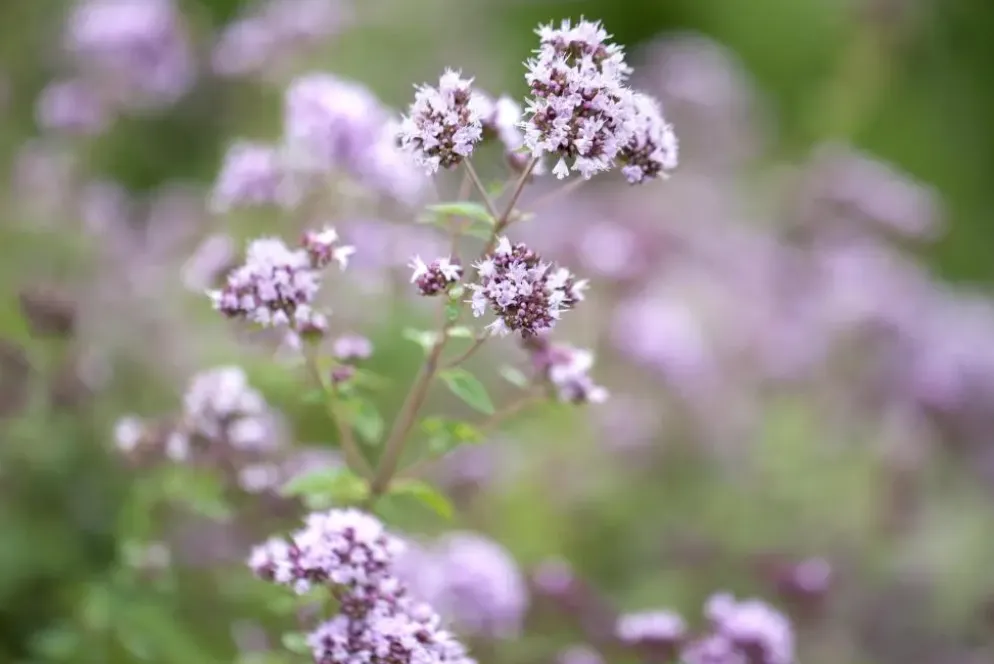 Origanum vulgare (Wilde marjolein)
