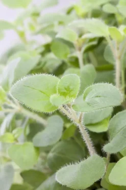 Origanum vulgare (Wilde marjolein)