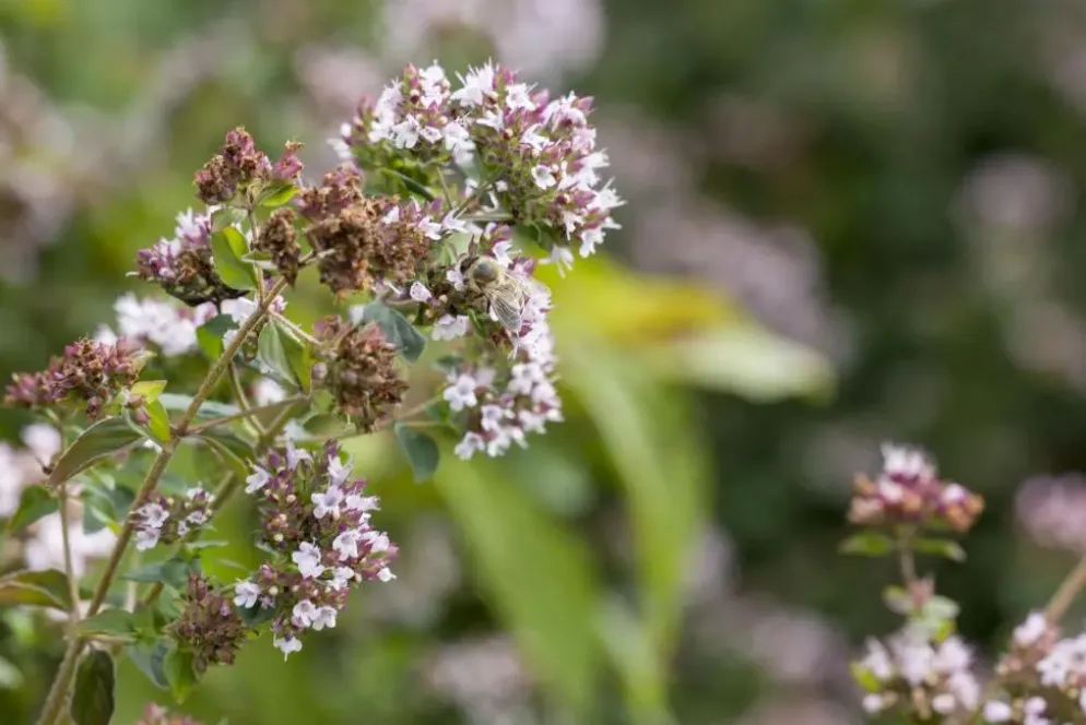 Origanum vulgare (Wilde marjolein)