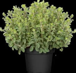 Origanum vulgare (Wilde marjolein)