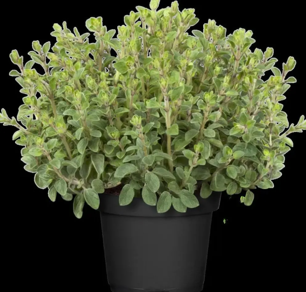 Origanum vulgare (Wilde marjolein)