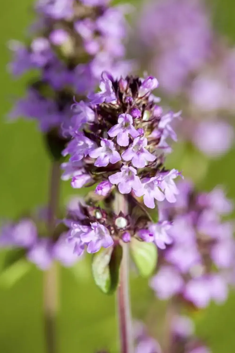 Origanum vulgare (Wilde marjolein)