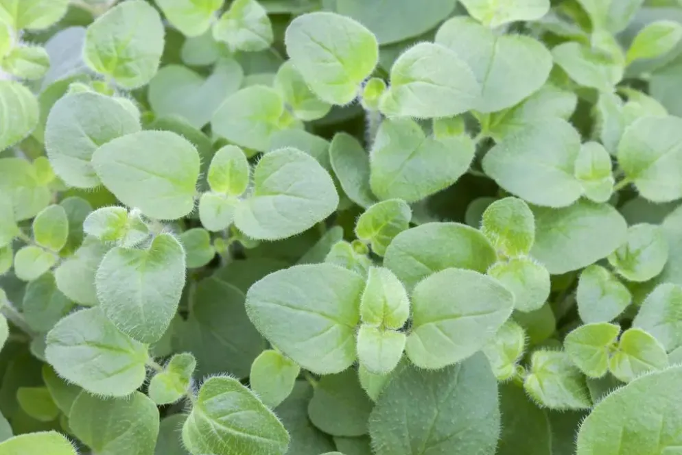 Origanum vulgare (Wilde marjolein)