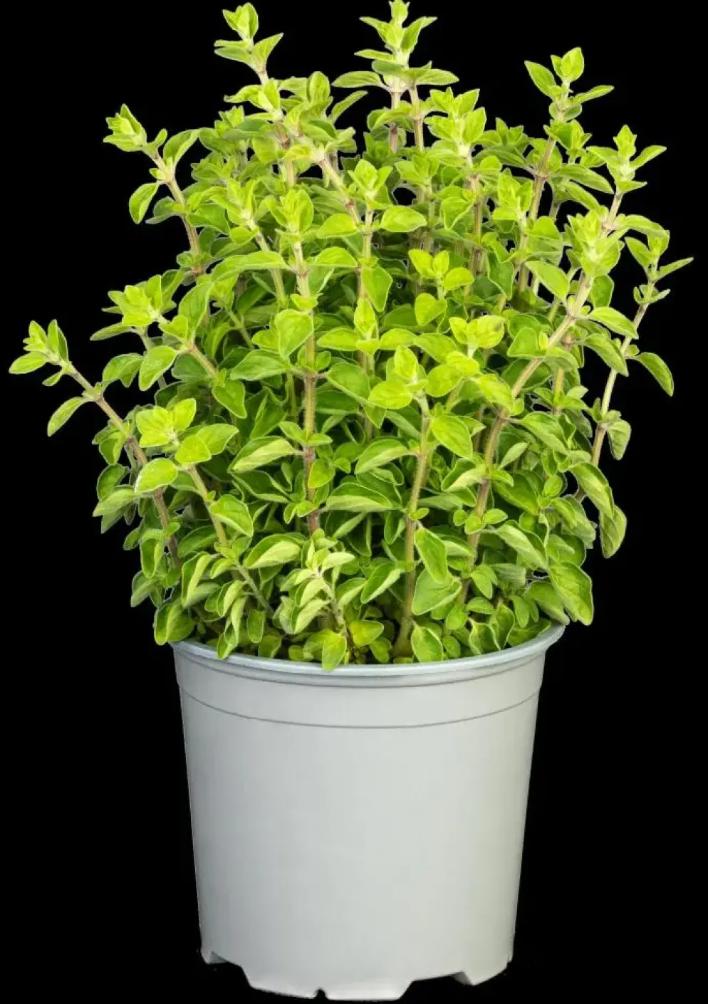 Origanum vulgare (Wilde marjolein)