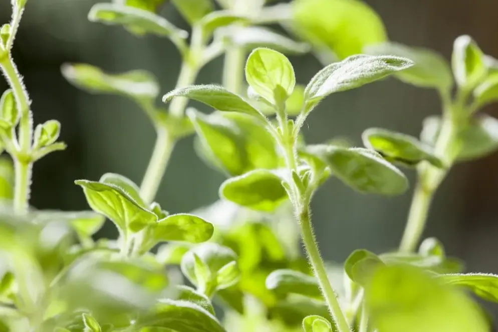 Origanum vulgare (Wilde marjolein)