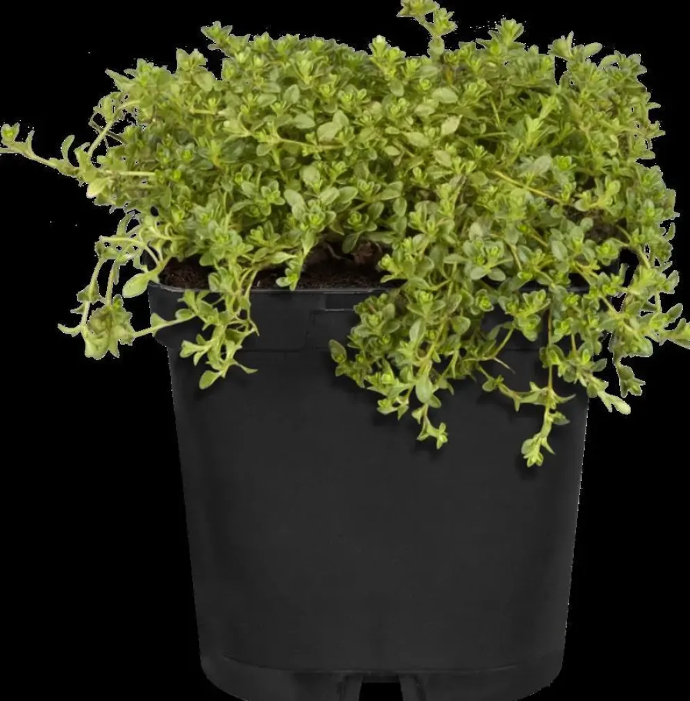 Origanum vulgare (Wilde marjolein)