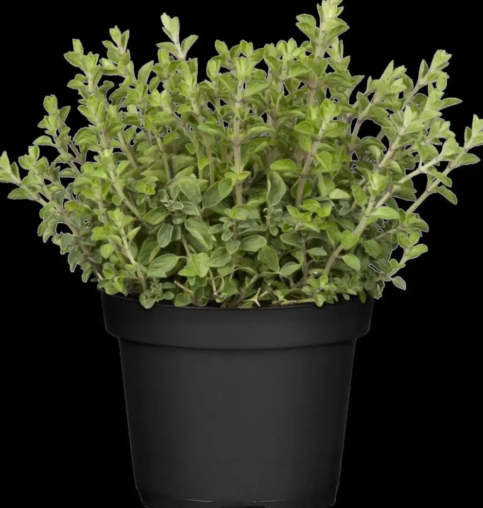 Origanum vulgare (Wilde marjolein)