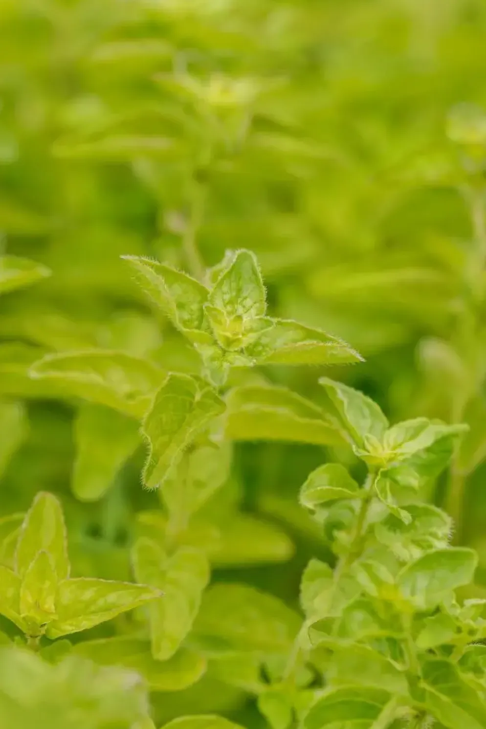 Origanum vulgare (Wilde marjolein)