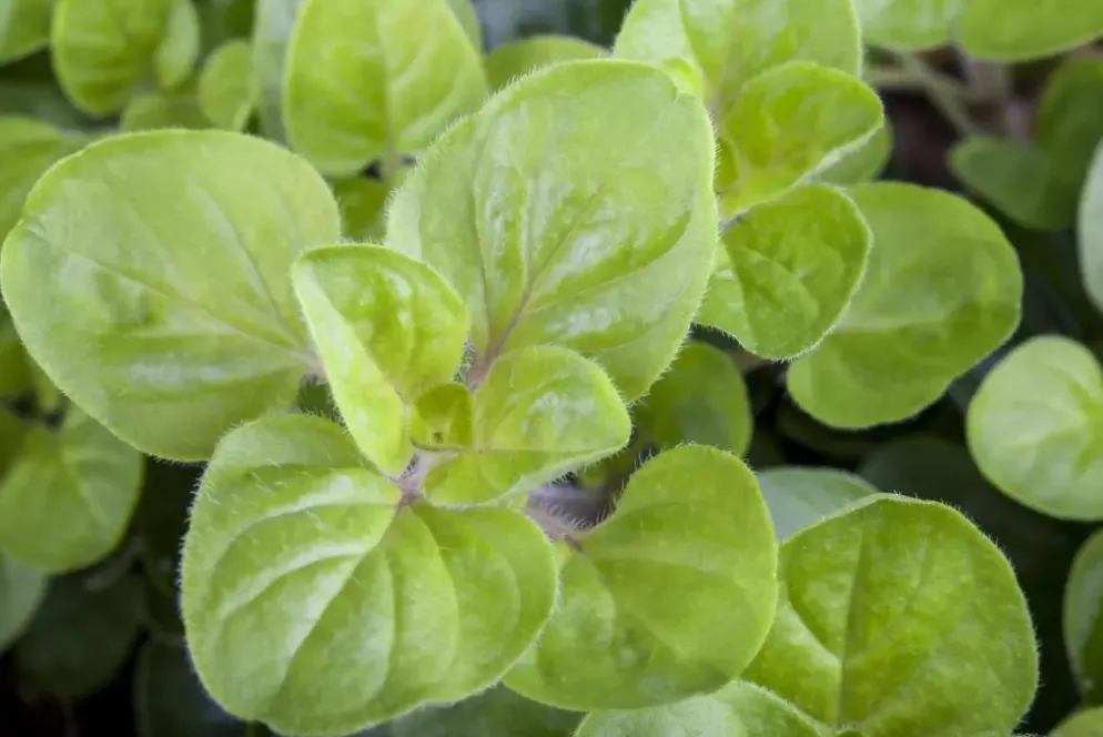 Origanum vulgare (Wilde marjolein)