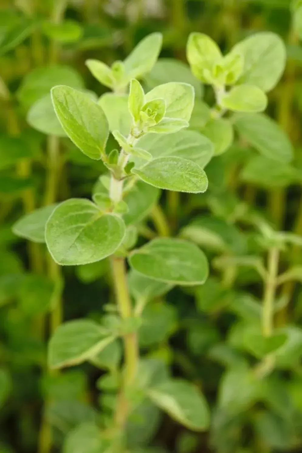 Origanum vulgare (Wilde marjolein)