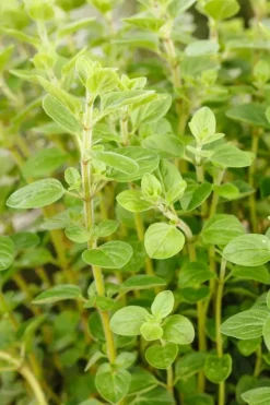 Origanum vulgare (Wilde marjolein)
