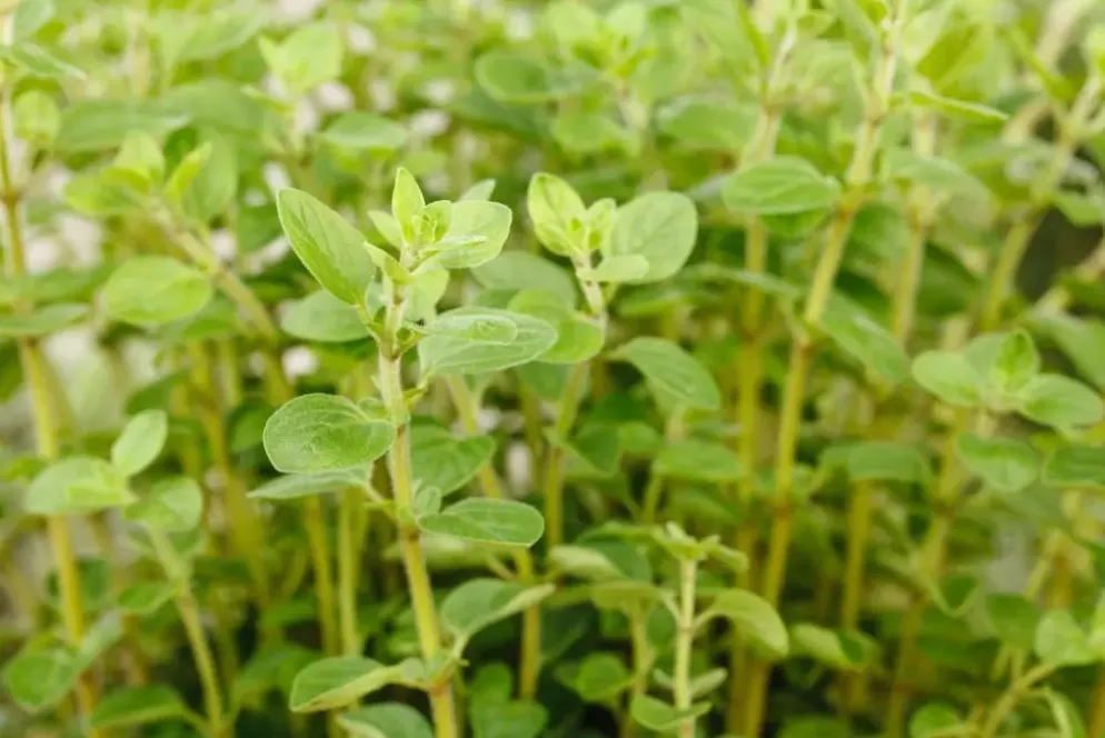 Origanum vulgare (Wilde marjolein)