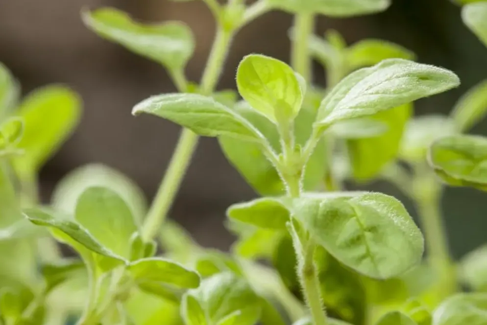 Origanum vulgare (Wilde marjolein)