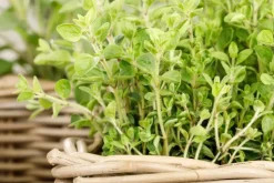 Origanum vulgare (Wilde marjolein)