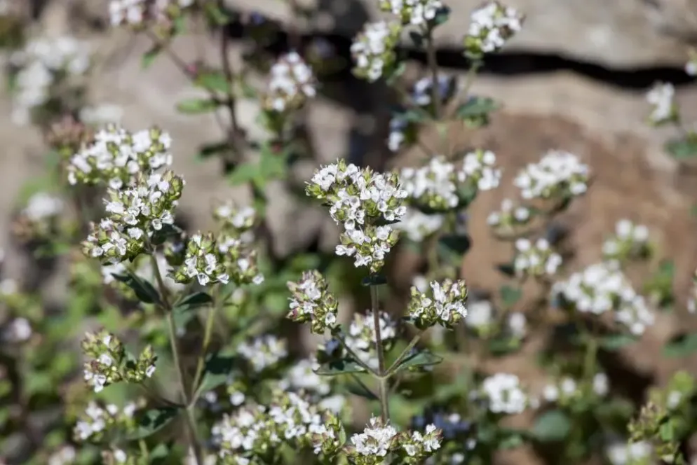 Origanum vulgare (Wilde marjolein)