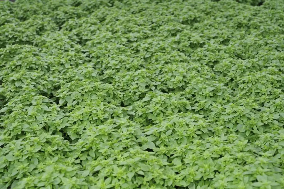 Origanum vulgare (Wilde marjolein)