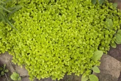 Origanum vulgare (Wilde marjolein)