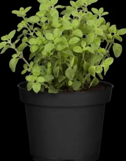Origanum vulgare (Wilde marjolein)