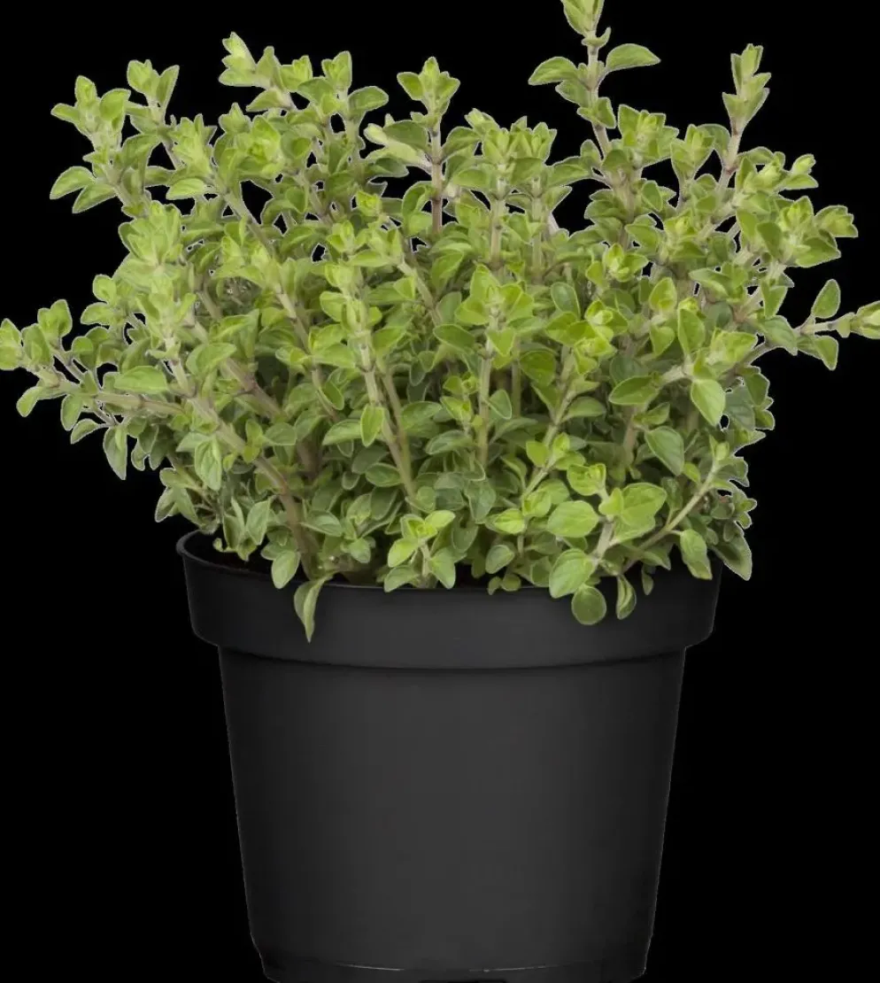 Origanum vulgare (Wilde marjolein)