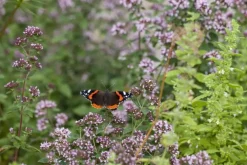 Origanum vulgare (Wilde marjolein)
