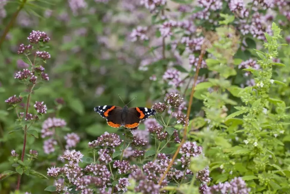 Origanum vulgare (Wilde marjolein)