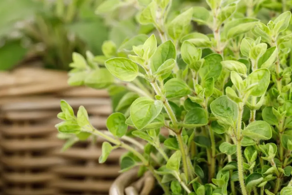 Origanum vulgare (Wilde marjolein)