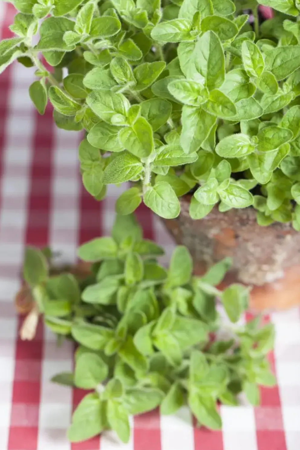 Origanum vulgare (Wilde marjolein)