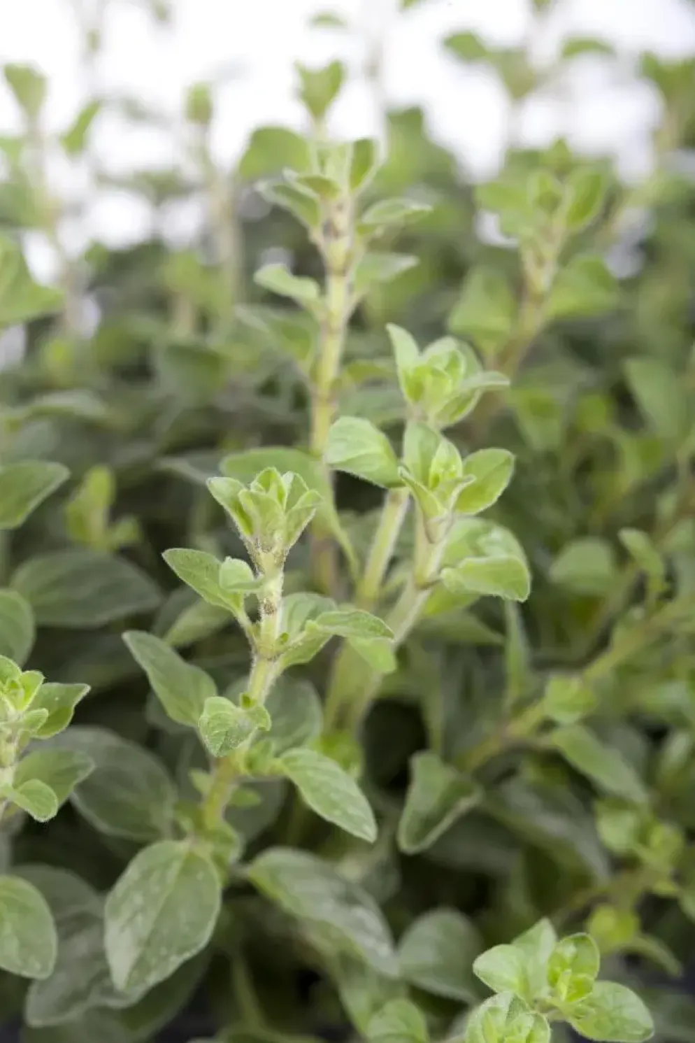Origanum vulgare (Wilde marjolein)