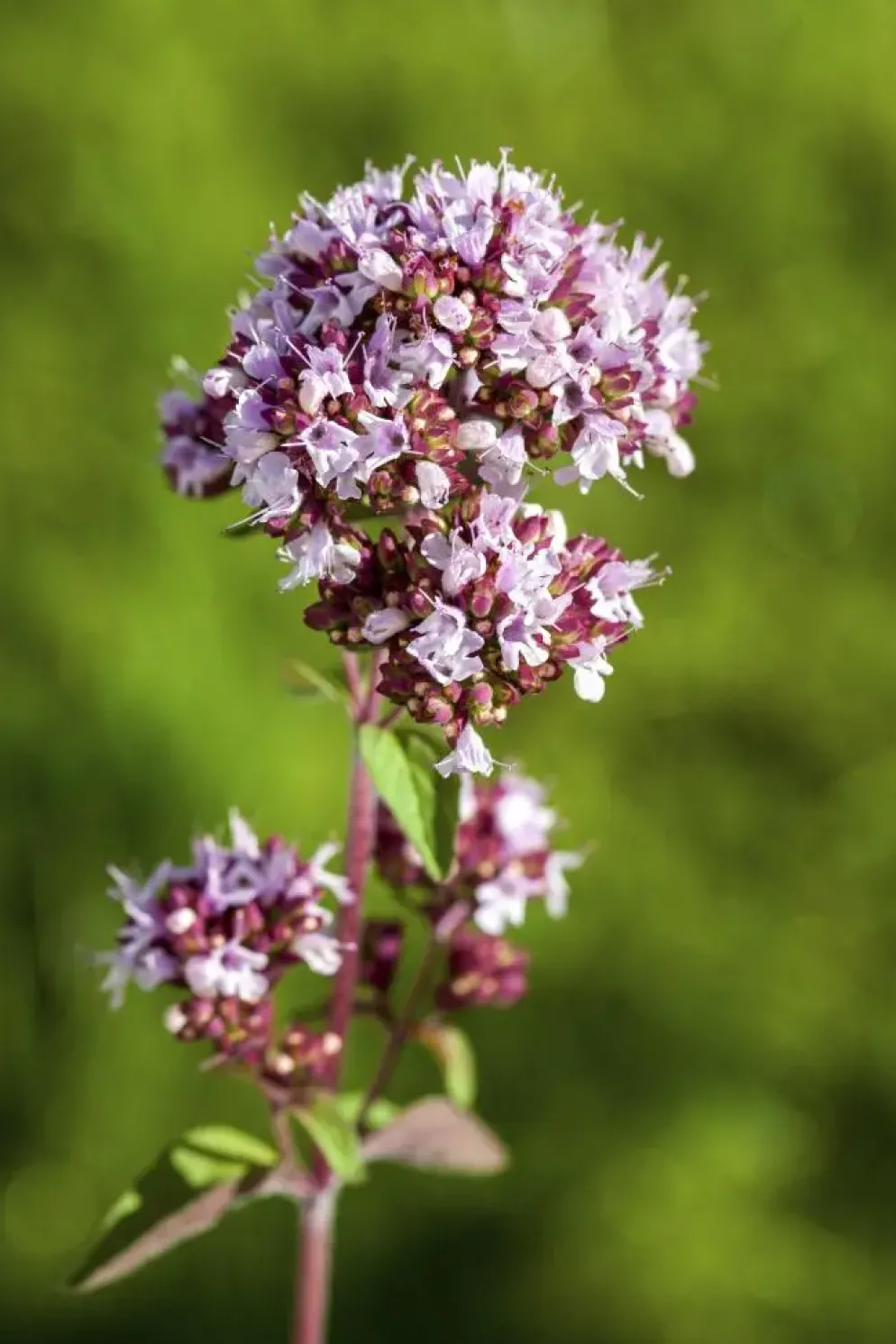 Origanum vulgare (Wilde marjolein)