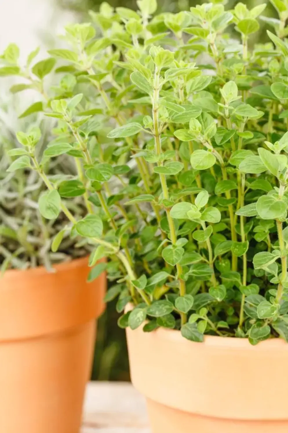 Origanum vulgare (Wilde marjolein)