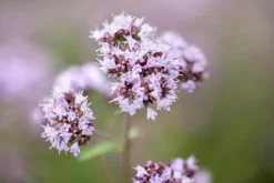 Origanum vulgare (Wilde marjolein)