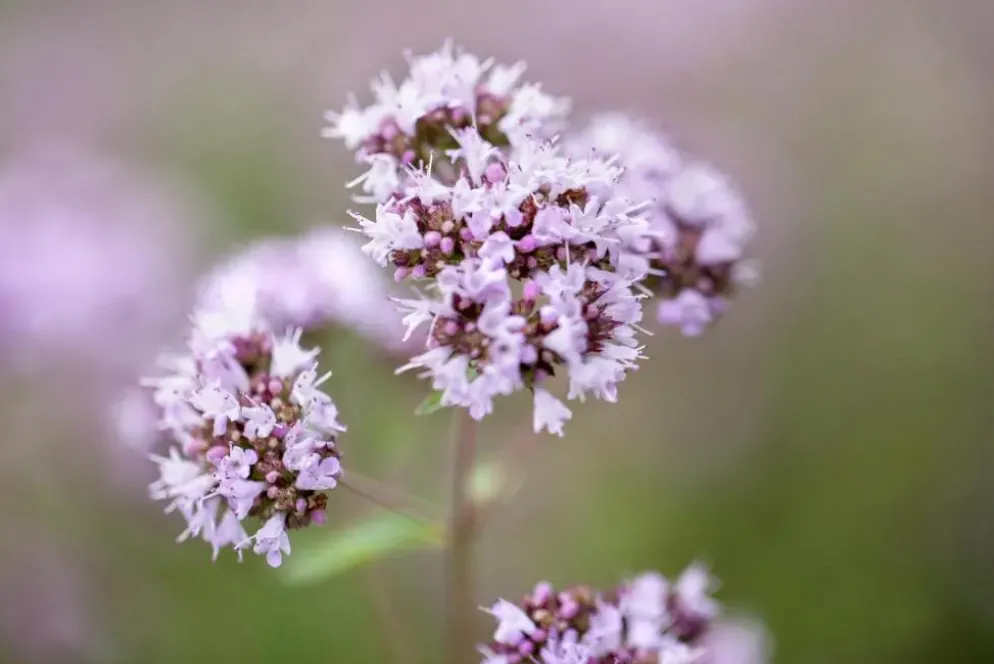 Origanum vulgare (Wilde marjolein)