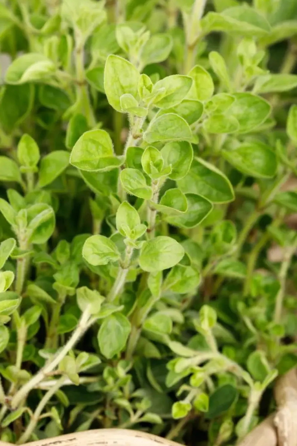 Origanum vulgare (Wilde marjolein)