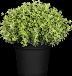 Origanum vulgare (Wilde marjolein)