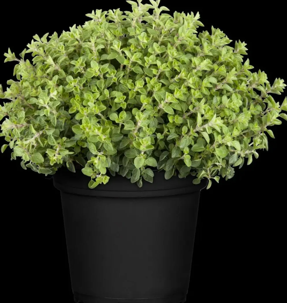 Origanum vulgare (Wilde marjolein)