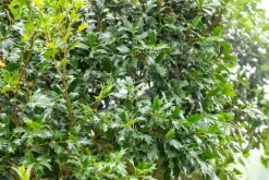 Osmanthus heterophyllus (Schijnhulst)