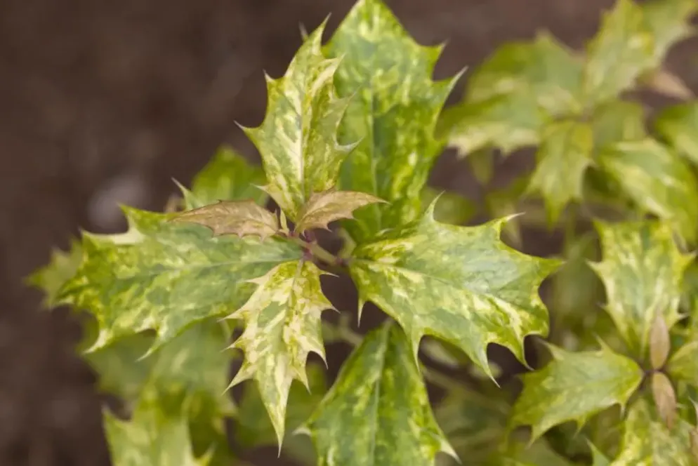 Osmanthus heterophyllus (Schijnhulst)