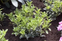 Osmanthus heterophyllus (Schijnhulst)
