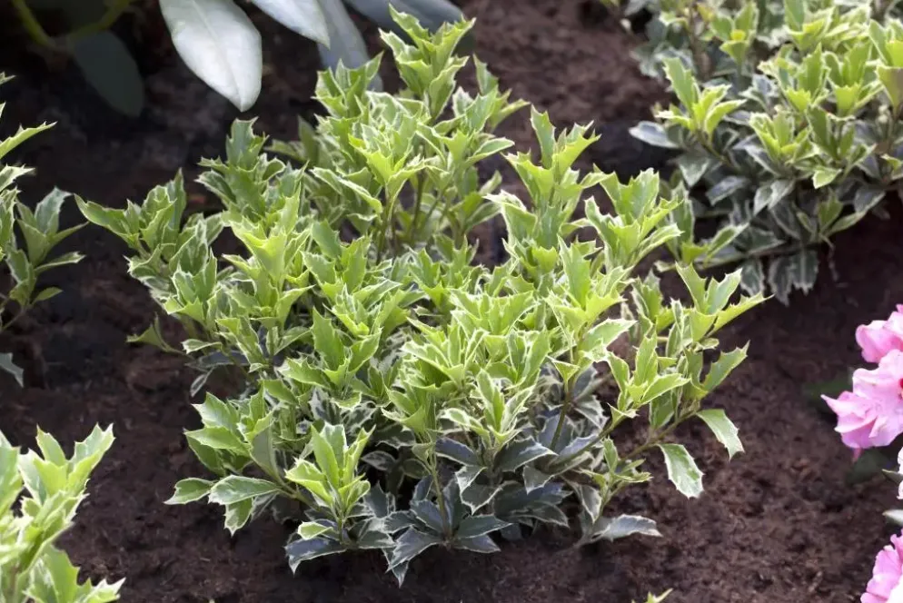 Osmanthus heterophyllus (Schijnhulst)