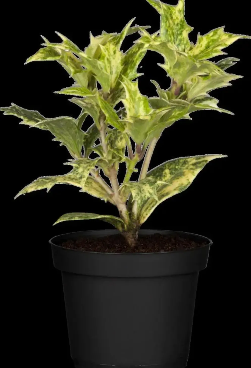 Osmanthus heterophyllus (Schijnhulst)